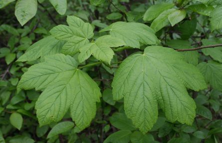 Plantanlønn