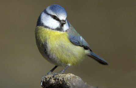 Blåmeis