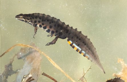Småsalamander