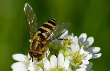 Vanlig hageblomsterflue