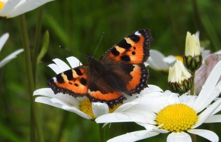 Neslesommerfugl
