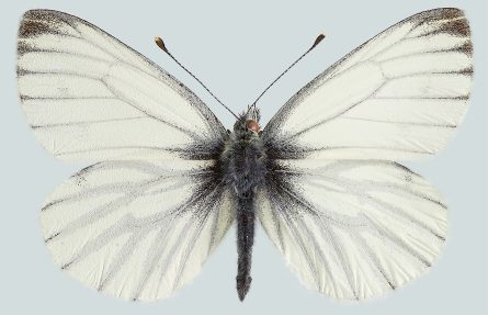 Rapssommerfugl