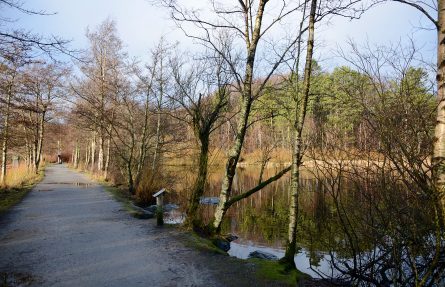 Andedammen
