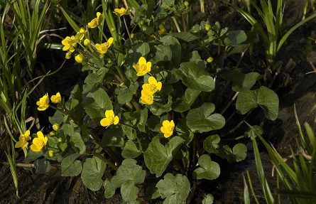 Bekkeblom