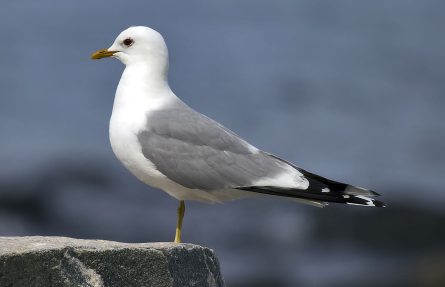 Fiskemåke
