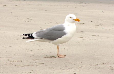 Gråmåke