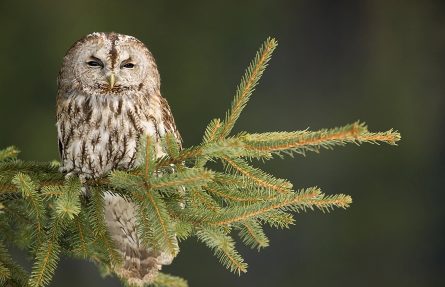 Kattugle