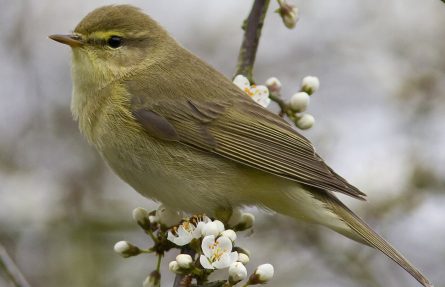 Løvsanger