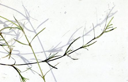 Mykt havfruegras