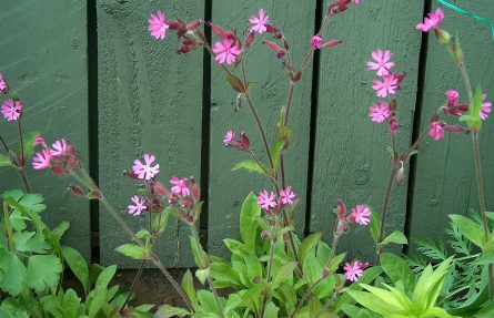 Rød jonsokblom