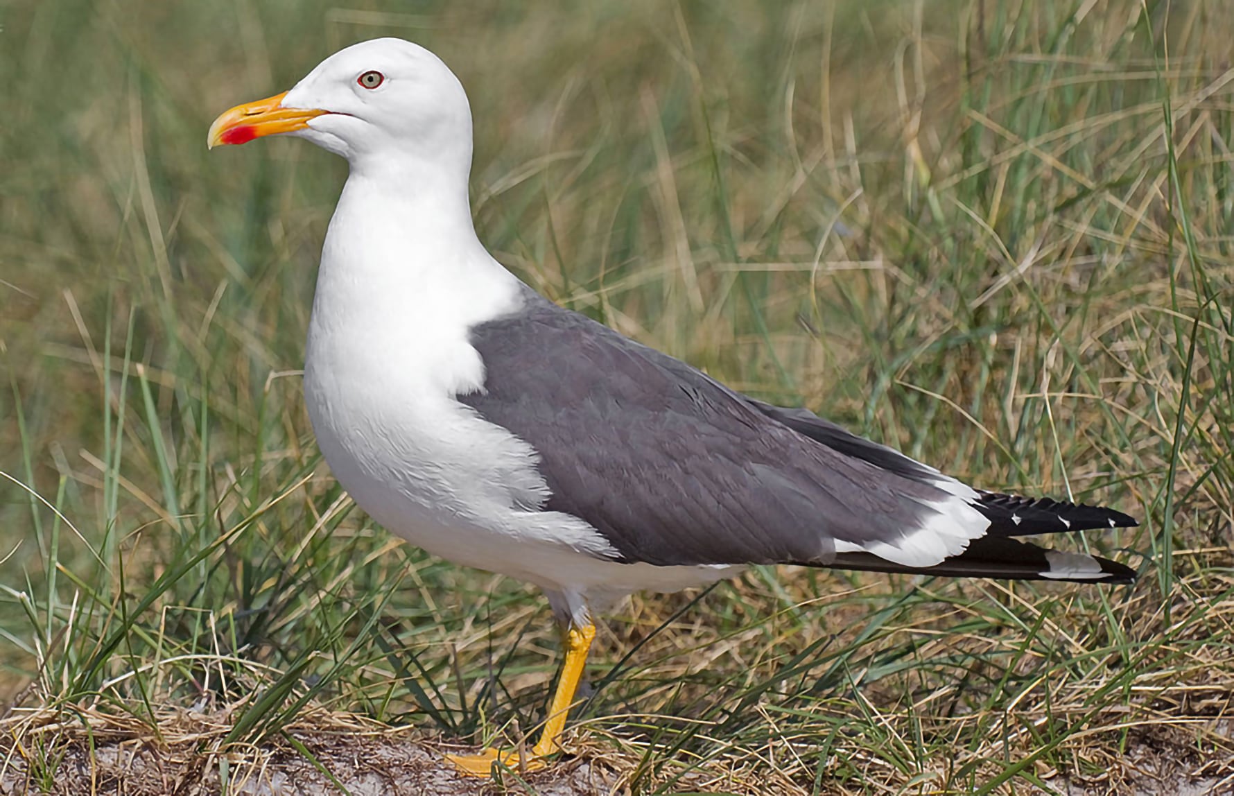 sildemåke